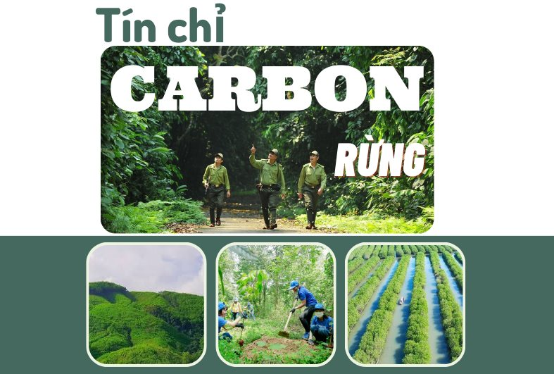 tín chỉ carbon